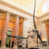 American Museum of Natural History Photos